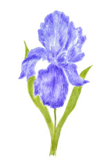 Iris Flower Watercolor Drawn and Painted, Isolated on White