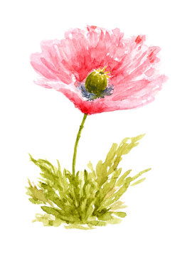 Poppy Flower Watercolor Drawn and Painted, Isolated on White