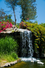 waterfall and duck in Zoo of Los Angeles