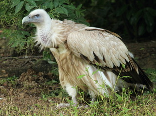 vautour de l'himalaya