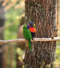 couple de lori arc en ciel