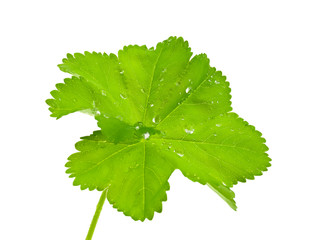 Green leaf with квплями dews.