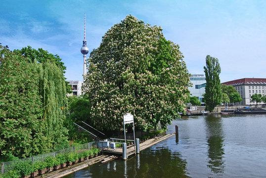 Berlin Mitte / Alte Kastanie / Fernsehturm