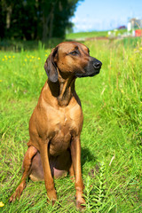 dog sitting in the grass on a sunny day