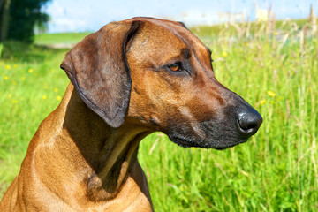 headshot rodesian ridgeback dog