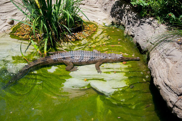 crocodile