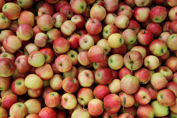 Apfel Ernte