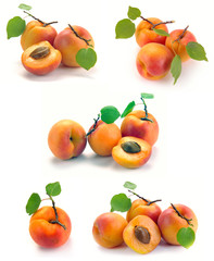 Apricot with leaves