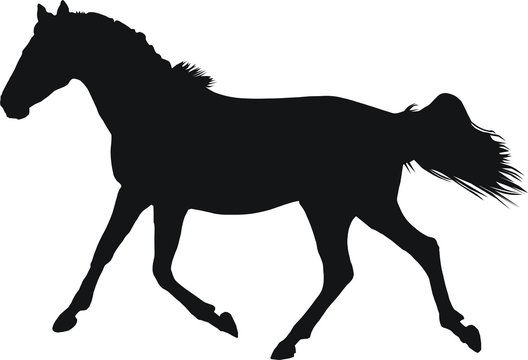 pictogramme cheval