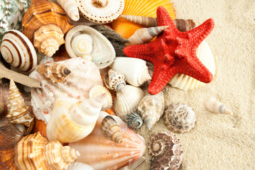 Seashells.