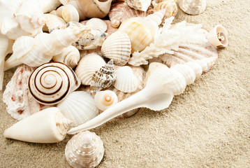 Seashells.