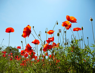 Poppies on blue sky background