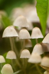 Group of mushrooms