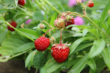 клубника в саду