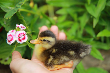 утёнок в саду