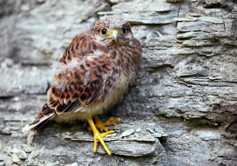 Young common kestrel sitting on a rock
