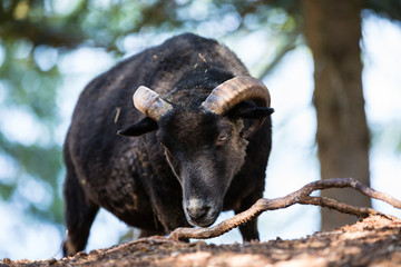 Fototapeta premium Norwegisches Wildschaf