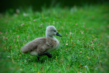 baby swan