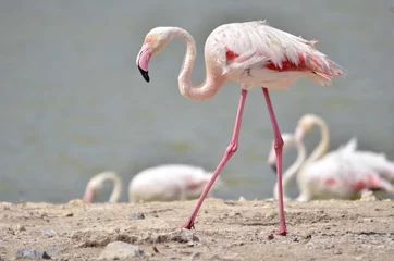 Garden poster Flamingo Closeup flamingo (Phoenicopterus) walking on ground