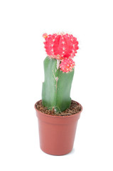Gymnocalycium in a flower pot isolated over white