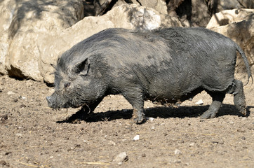 Fototapeta premium Vietnamese potbellied pig