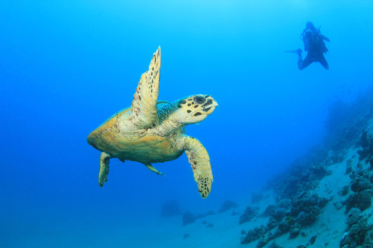 Scuba Diver and Turtle