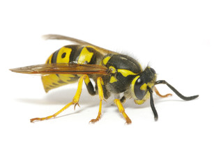 wasp