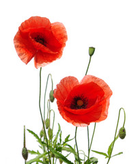 Obraz premium czerwone maki