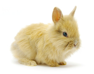 Small brown rabbit