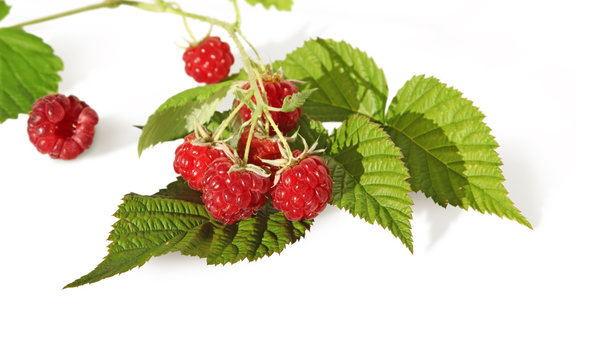 branche de framboisier