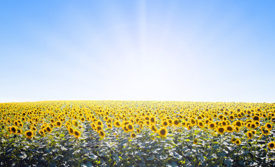 Beautiful field of sunflowers with sun rays