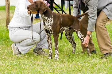 German shorthaired pointer being judged at dog show.