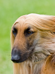 Afghan hound portrait with copy space