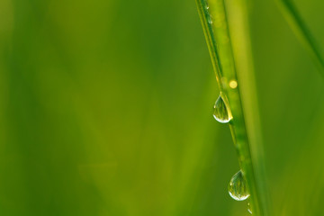 Grass with water drops