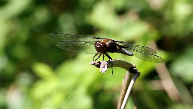 Plattbauchlibelle (Libellula depressa)