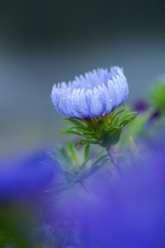 水滴が付いたストケシア（ルリギク）