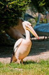 One pelican