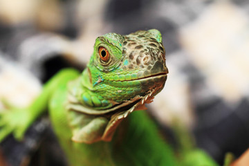 Green iguana