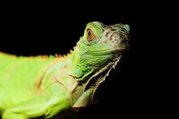 Green iguana