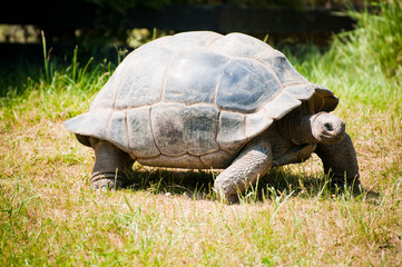 The Santa-Cruz Galápagos tortoise
