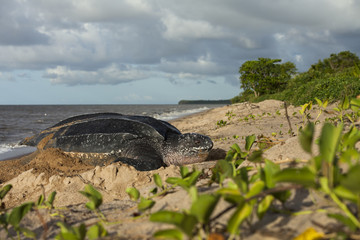 Tortue luth sur son site de ponte en Guyane Française