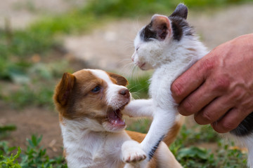 Brown and white puppy playing with black and white kitten
