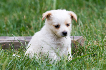 Brown and white puppy in the grass
