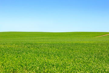 Obraz na płótnie Canvas Green grass and blue sky