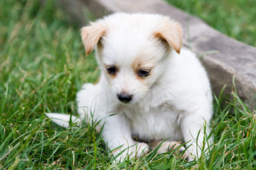 Brown and white puppy in the grass