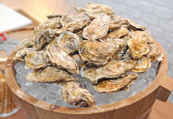 Fresh oysters