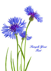 Beautiful blue cornflower isolated on white background