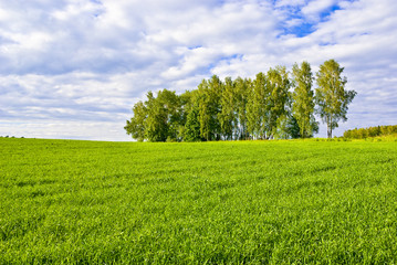 Birches on the border of a green field