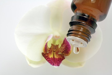 orchidee mit tropfen