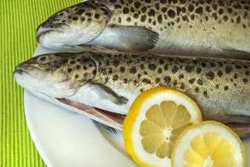 Forellen auf weißem Teller mit Zitrone